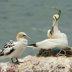 Bewohner von Helgoland