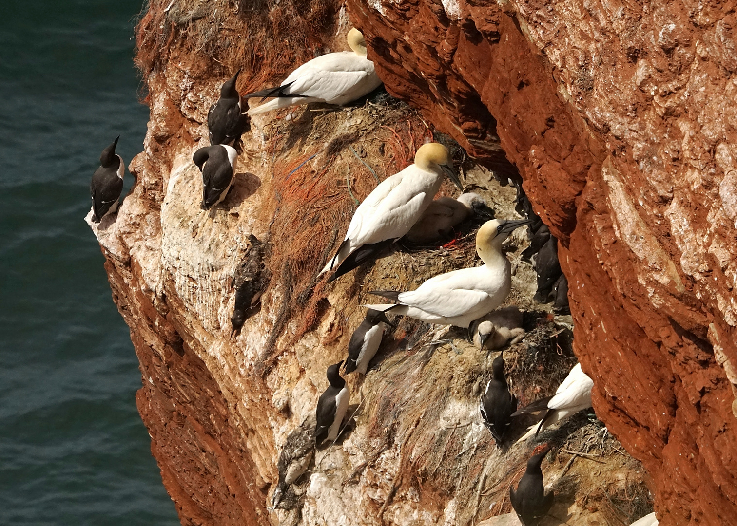 Bewohner von Helgoland