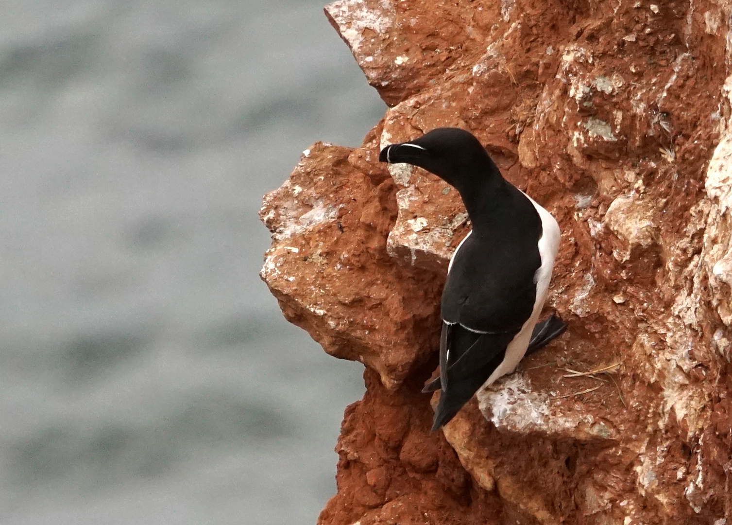 Bewohner von Helgoland