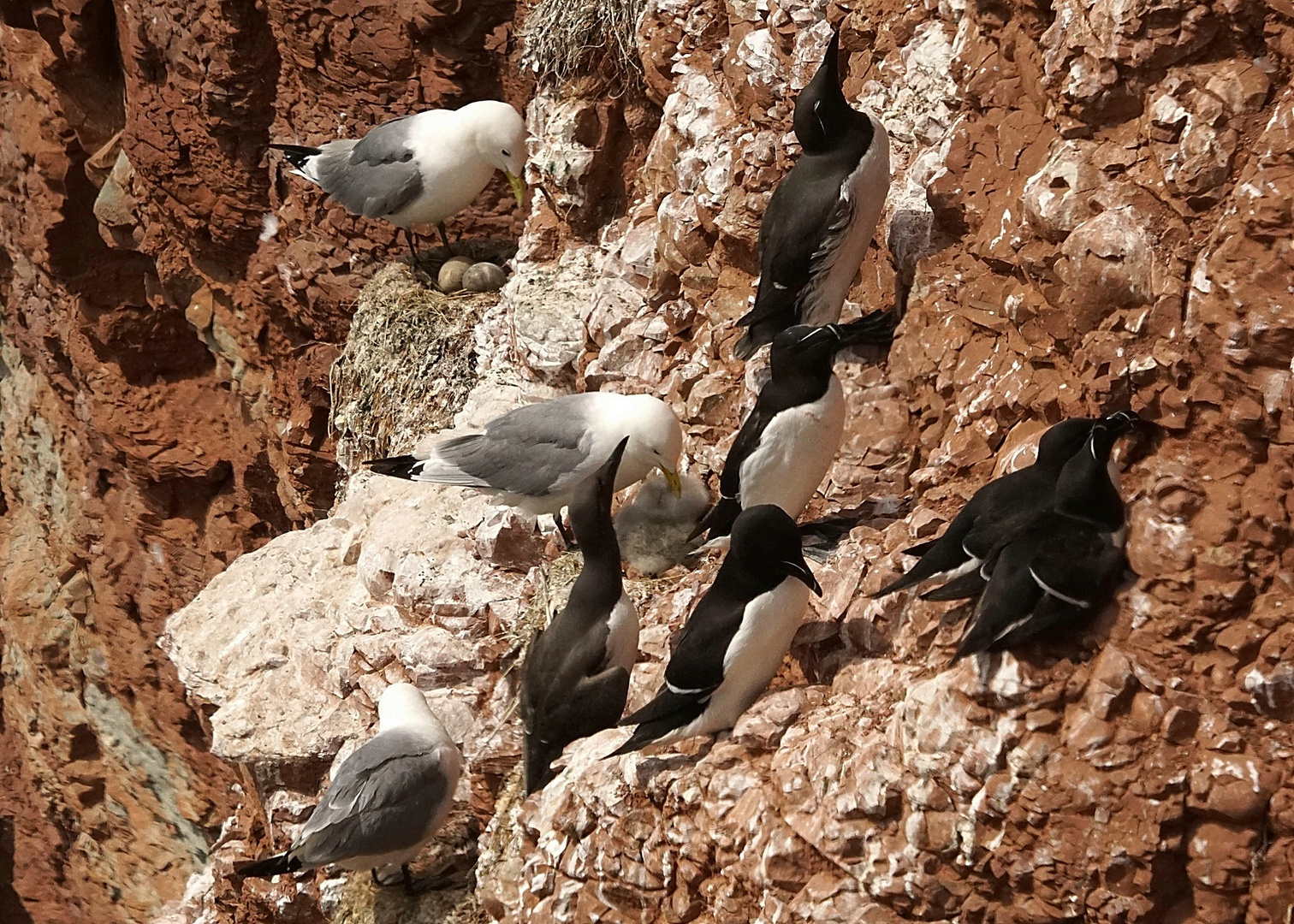 Bewohner von Helgoland