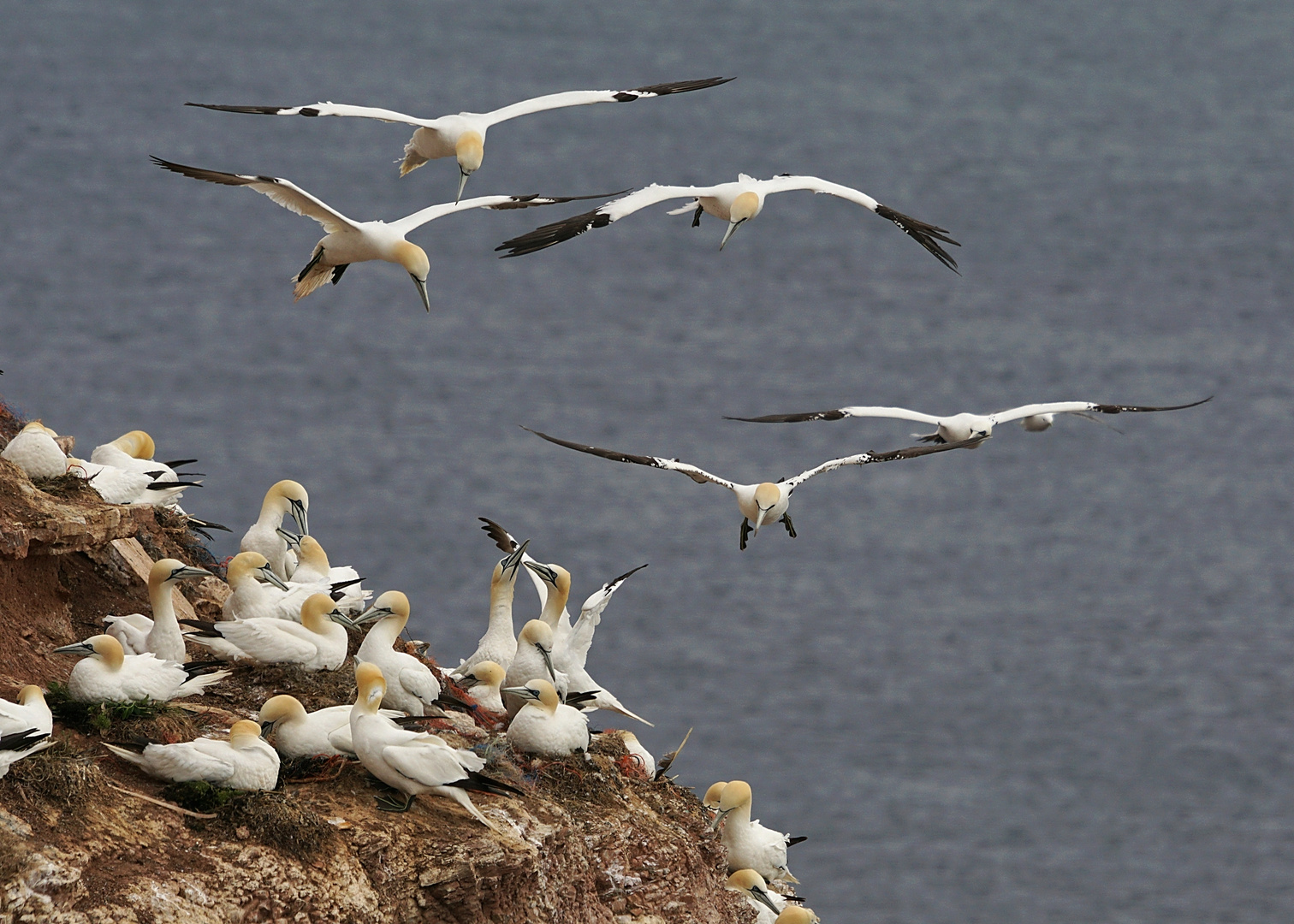 Bewohner von Helgoland