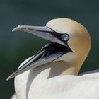 Bewohner von Helgoland