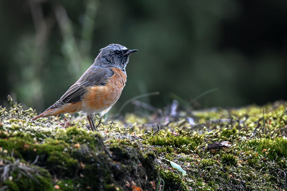 Bewohnt lichte Wälder