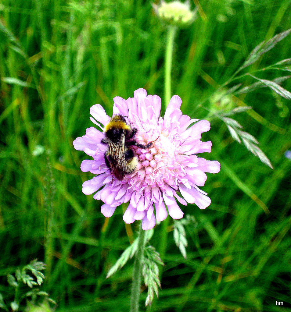 Bewohnte Ackerwitwenblume (Knautia arvensis)