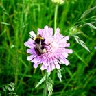 Bewohnte Ackerwitwenblume (Knautia arvensis)