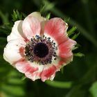 bewohnte Anemone