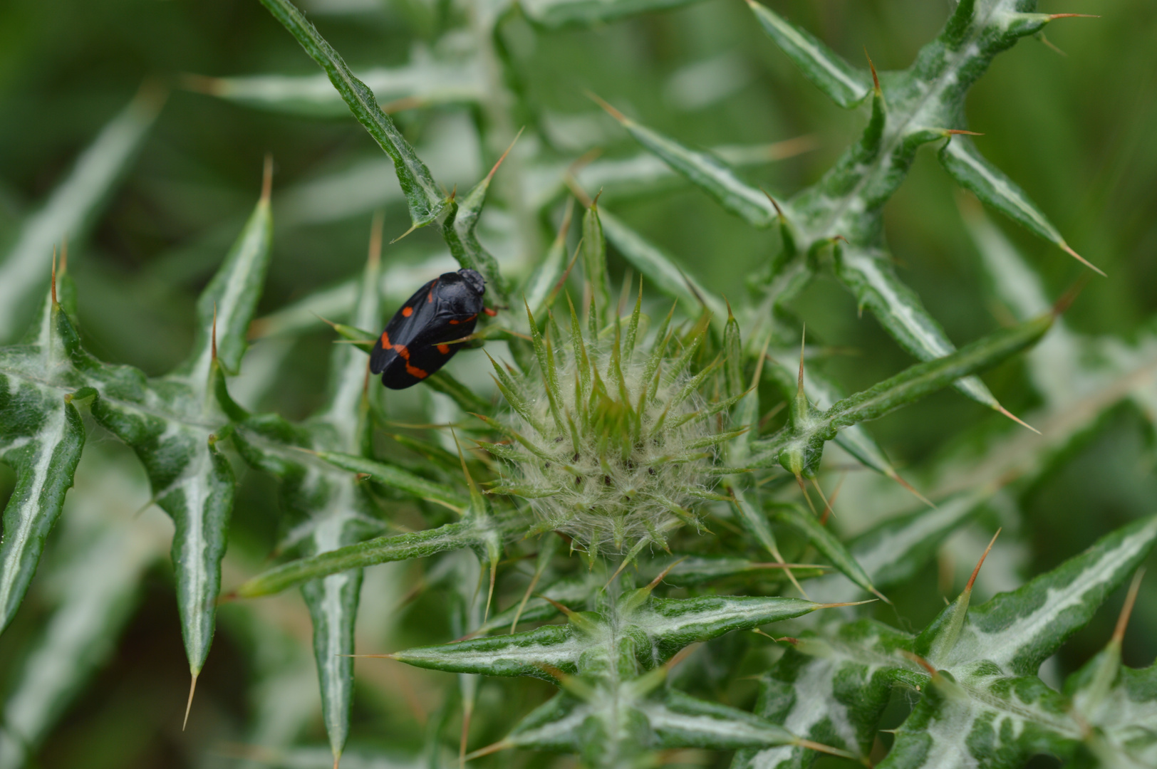 Bewohnte Distel