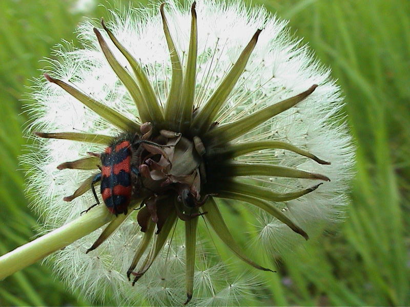 Bewohnte Pusteblume