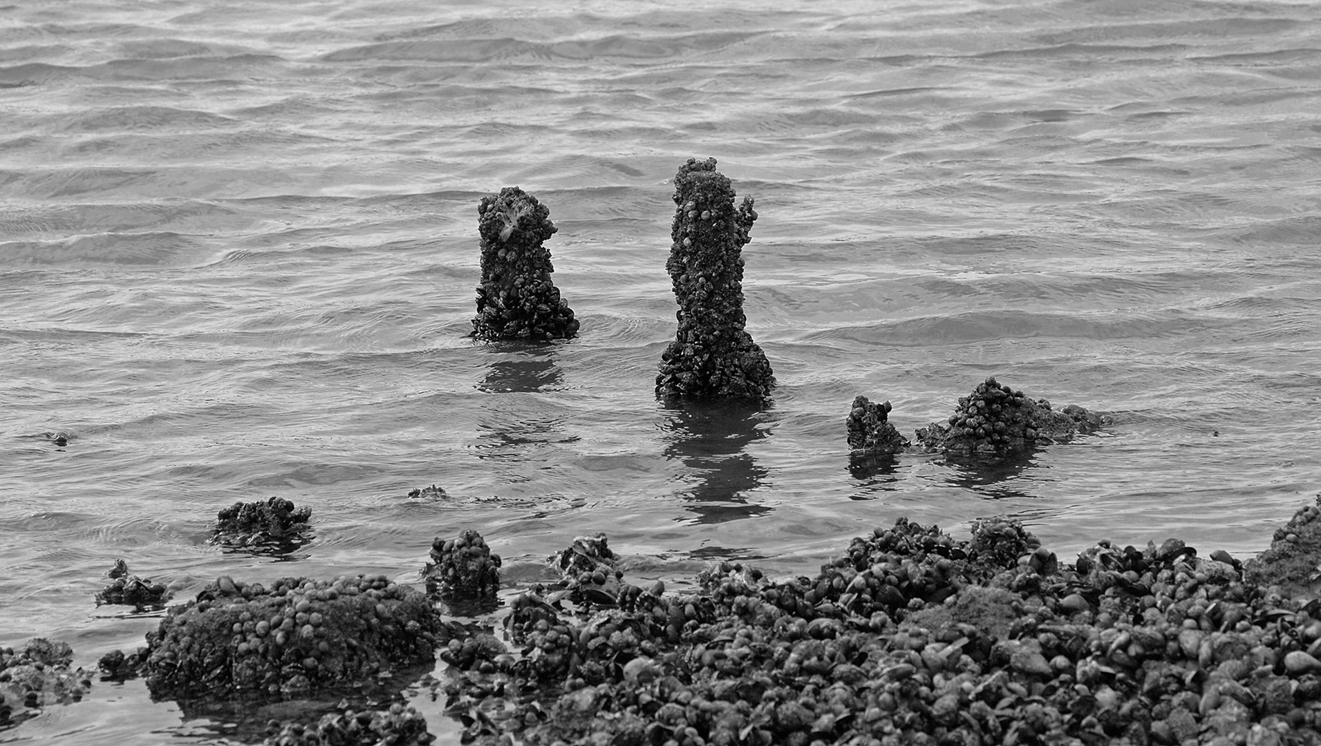 Bewuchs Foto & Bild deutschland, europe, niedersachsen Bilder auf