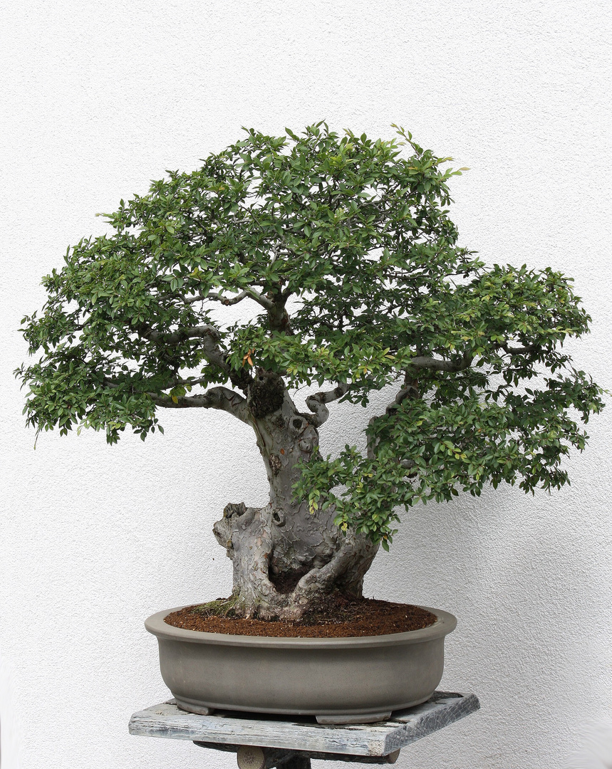 bewundern kann man diese Bonsai-Kustwerke im japanischen Garten