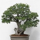 bewundern kann man diese Bonsai-Kustwerke im japanischen Garten