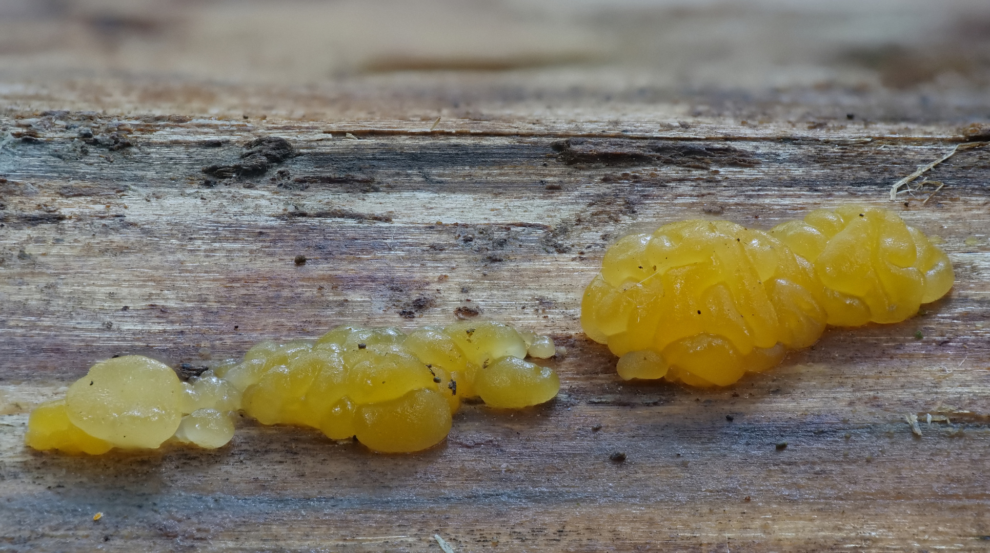 Bewurzelnden Gallertträne (Dacrymyces capitatus)_1