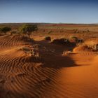 beyond the dunes