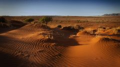 beyond the dunes