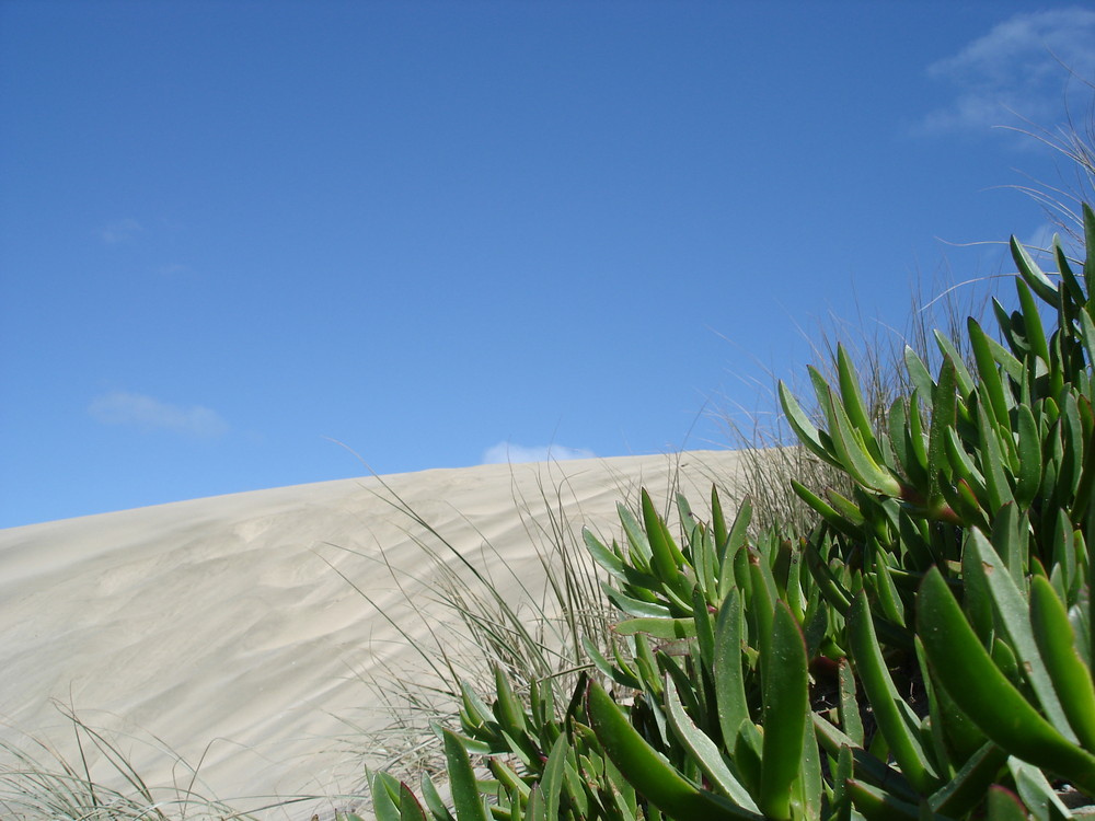 beyond the dunes