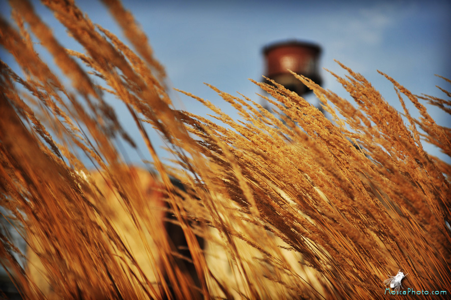 Beyond the Wheat