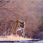 Beyond Tigers - Die Tiger von Ranthambhore (1)