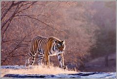 Beyond Tigers - Die Tiger von Ranthambhore (1)