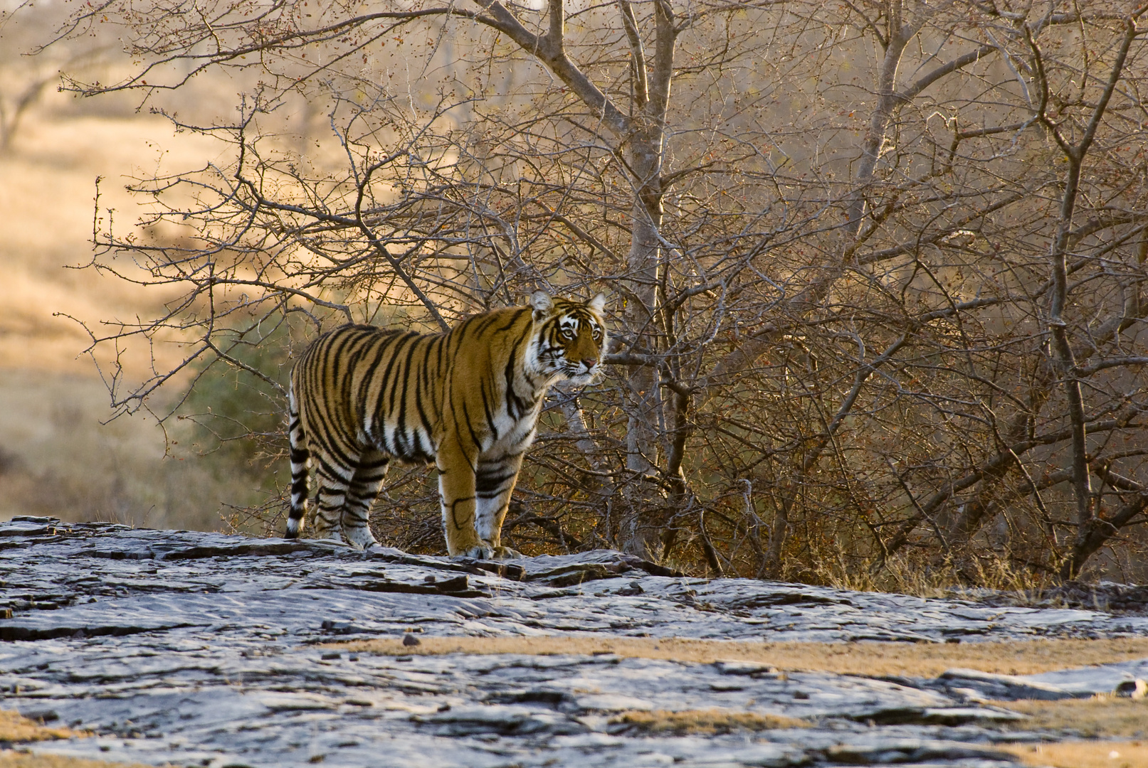 Beyond Tigers - Die Tiger von Ranthambhore (2)