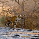 Beyond Tigers - Die Tiger von Ranthambhore (2)