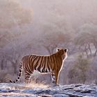 Beyond Tigers - Die Tiger von Ranthambhore (3)