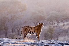 Beyond Tigers - Die Tiger von Ranthambhore (3)