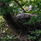 Bezaubende Flaumbällchen im Horst - Rotmilannachwuchs 