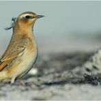 Bezaubernd schöne Vögel sind Steinschmätzer...