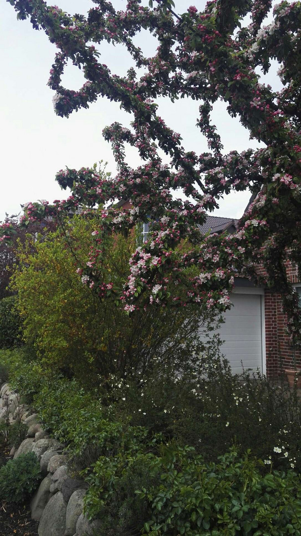 Bezaubernde Blüten in Leck