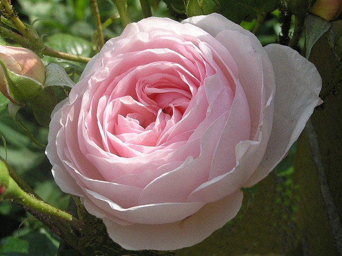 Bezaubernde Duftrose