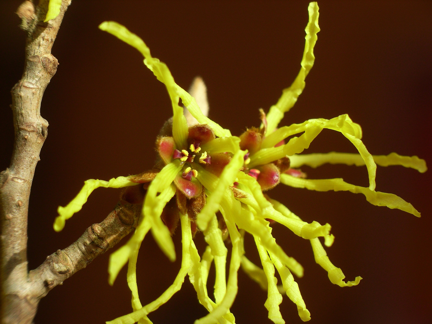 Bezaubernde Hamamelis...