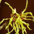 Bezaubernde Hamamelis...