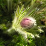 Bezaubernde Knospen des Frühlings