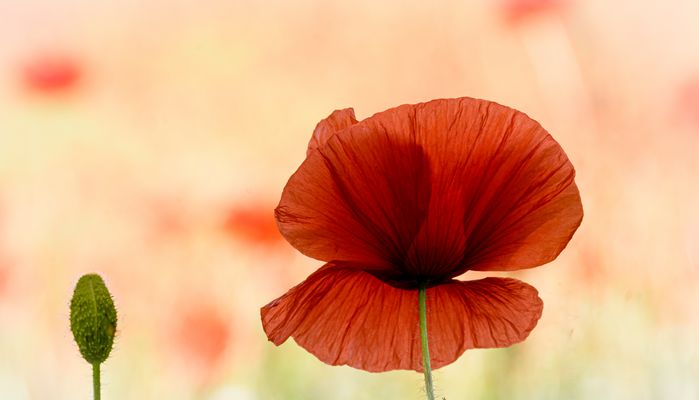Bezaubernder Mohn