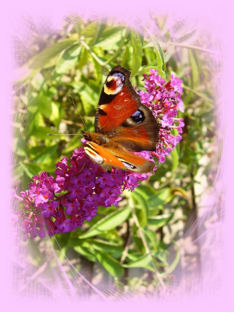 bezaubernder Schmetterling