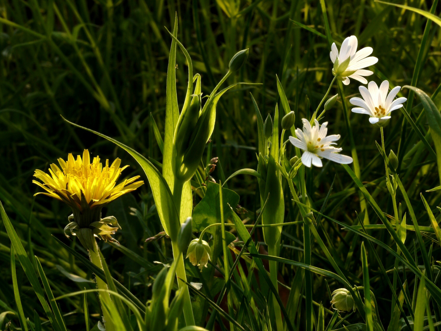 Bezauberndes Licht