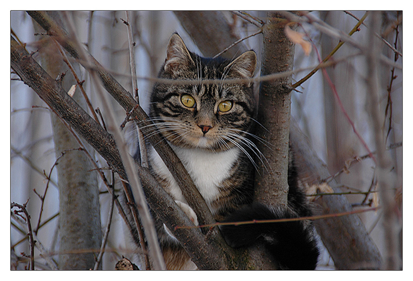 Bezauer Katze