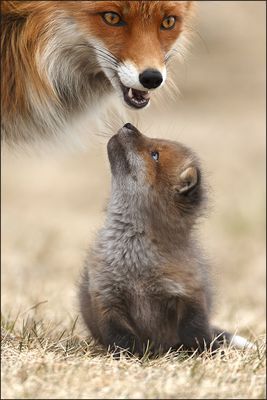 35 Baby Fuchs Bilder Besten Bilder Von Ausmalbilder