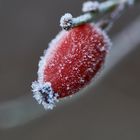 bezuckerte Hagebutte