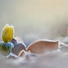 bezuckerter Winterling im ersten Morgenlicht