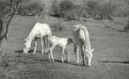 POTRILLO CON LOS PADRES by ARTURO MEDINA 