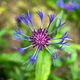 Centaurea montana (Berg-Flockenblume)