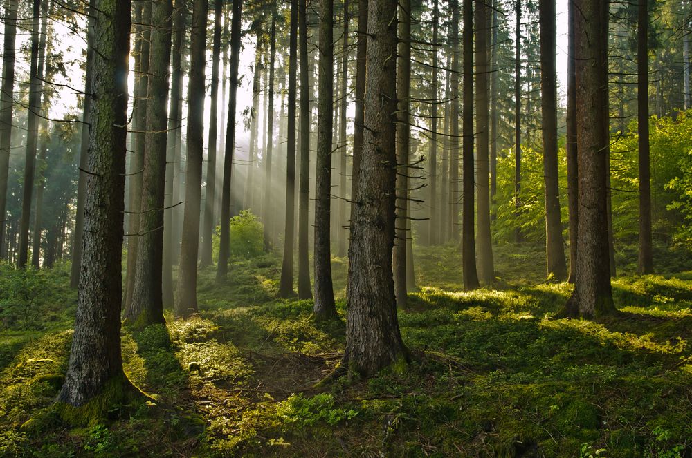 Waldlicht von haferflocker 