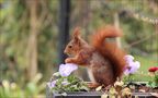 Geknackte Nüsse.... von Gartenpaule