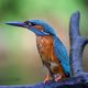 Eisvogel legt eine kleine Brutpause ein - 1