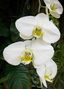 Moth Orchid by csruble