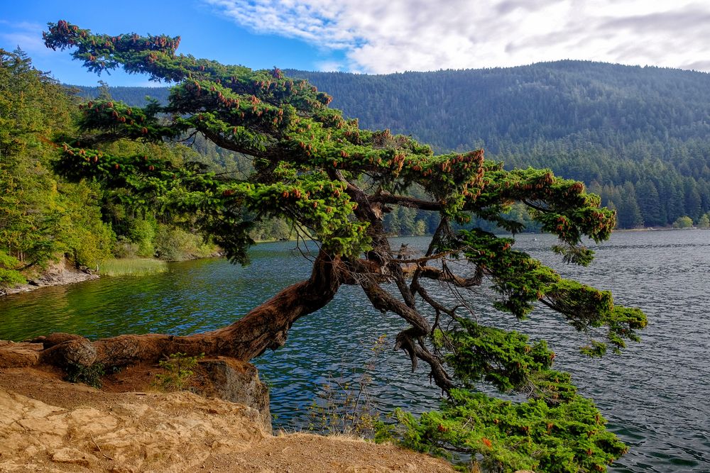 Árbol en la Isla de las Orcas de LenaAvalon