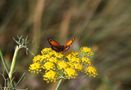 Bretonischer Schmetterling by Ingrid Edith Zobel 