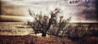 Strand mit Baum von Andreas Renger