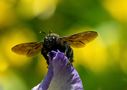 Unbekanntes Fugobjekt im Garten de Katzenfrau